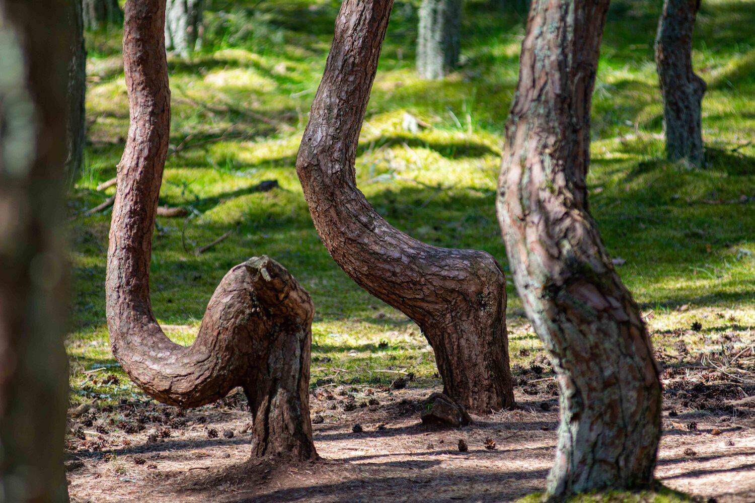 куршская, коса, Allexx