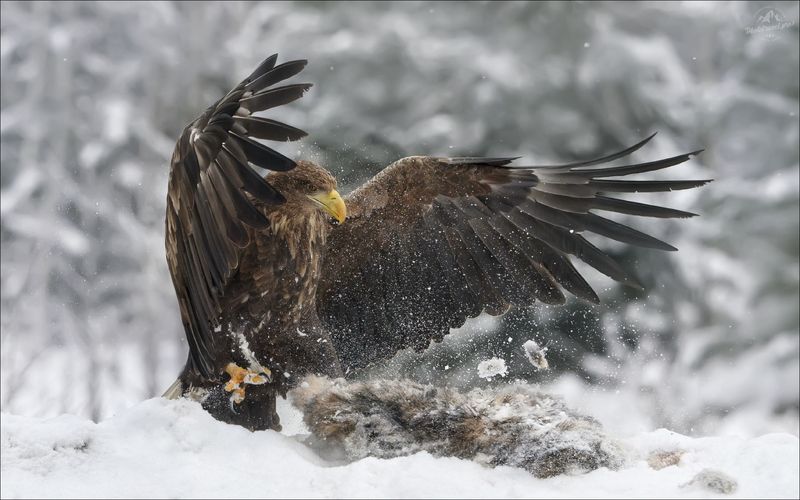 красный бор, фототур в красный бор, фототур на рождество, фототур на новый год, орлан-белохвост, фотоохота в беларуси, фототур съемка животных, фототур анималистика, фототуры 2026, фототуры 2027, зимний фототур Властелин неба фото превью