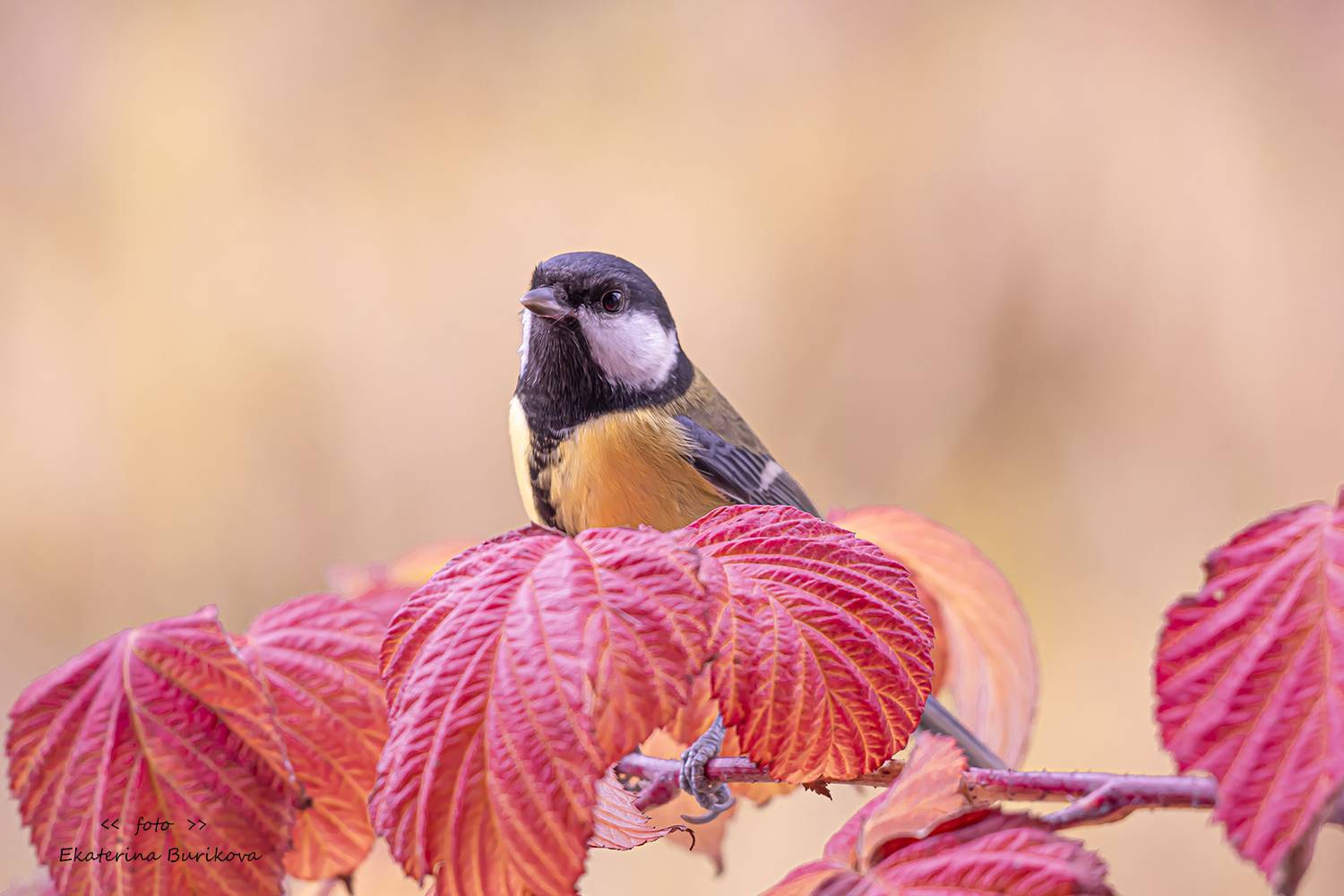 , Бурикова Екатерина