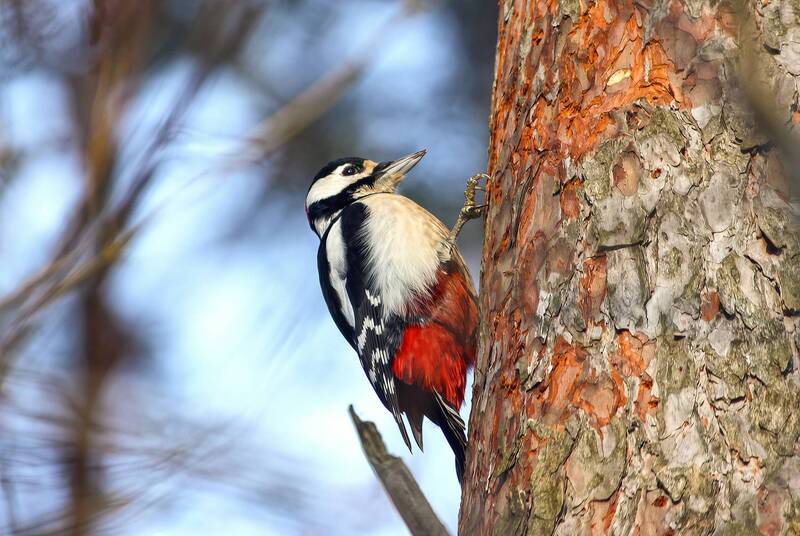 большой пёстрый дятел, пёстрый дятел, dendrocopos major Стальные когти фото превью