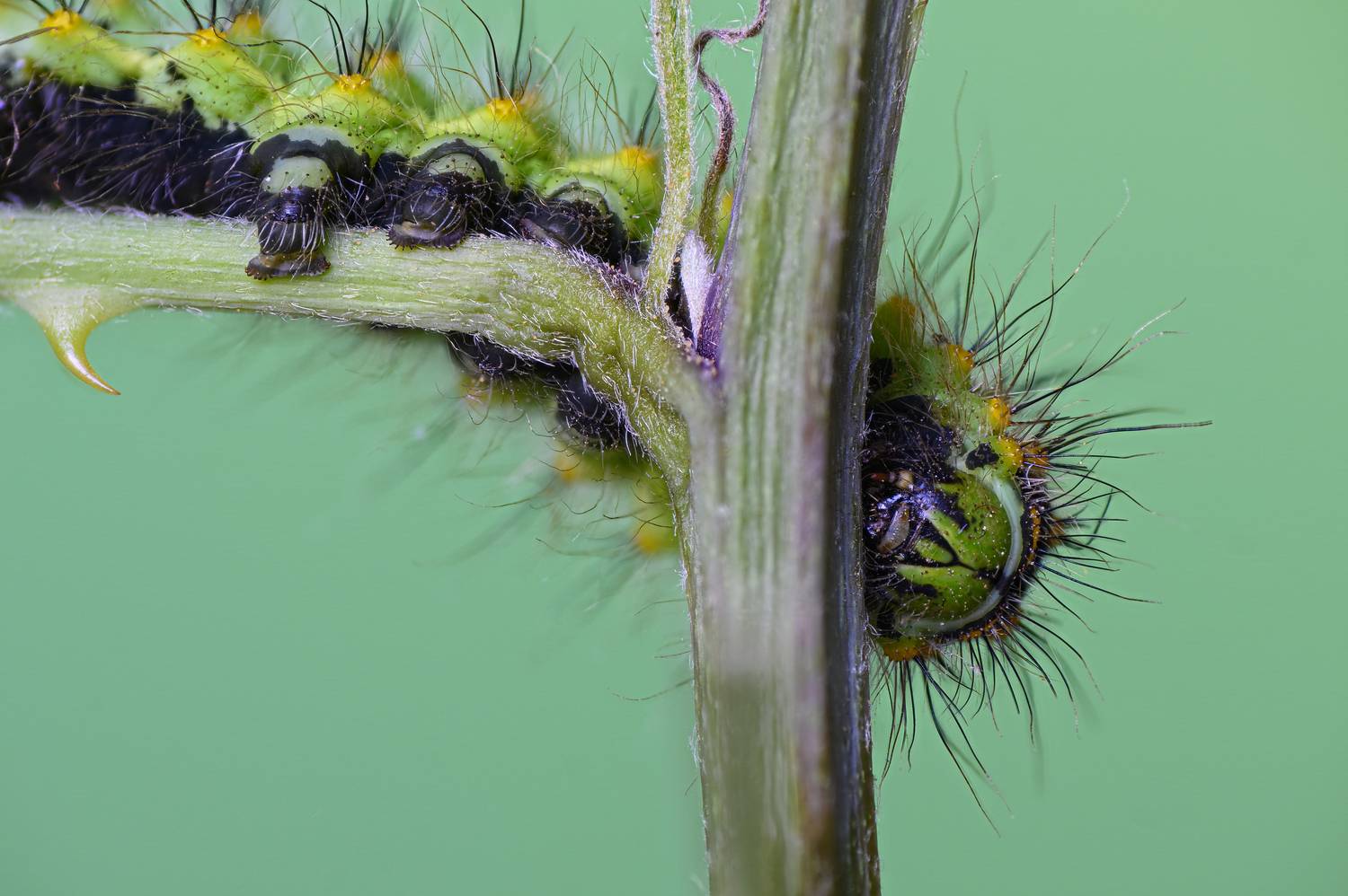 macrophotography, bugs, moth, butterfly, Camilla Zocchi