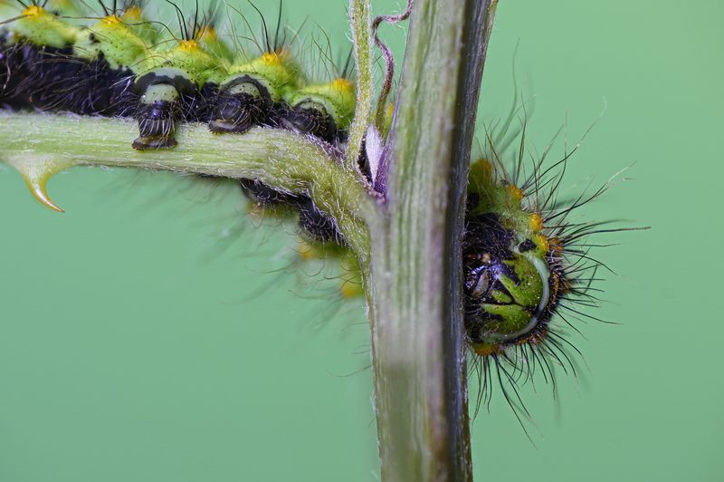macrophotography, bugs, moth, butterfly Small emperor moth фото превью