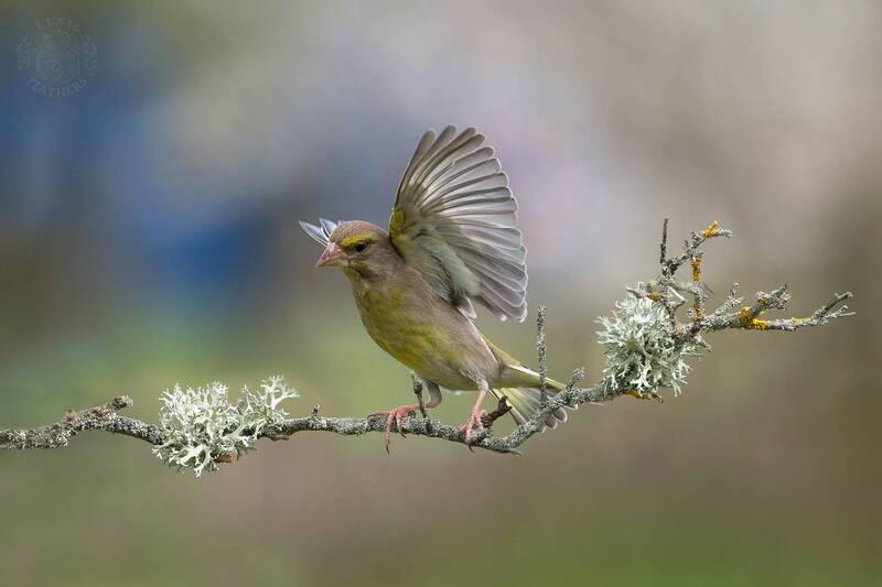Зеленушка - Lens and Feathers фото превью