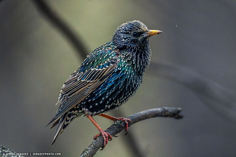 скворец, птица, бёрдвотчинг, ветка, лес, парк, дерево, природа, орнитология, фауна, starling, bird, birdwatching, branch, forest, park, tree, nature, ornithology, fauna Скворец | Starling фото превью