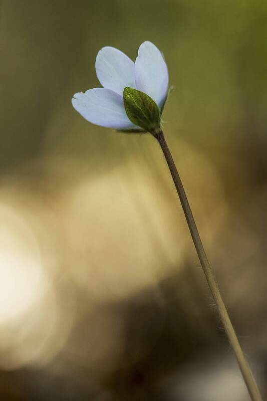flower, botany, anemone, close up, nature, bokeh Anemone hepatica фото превью