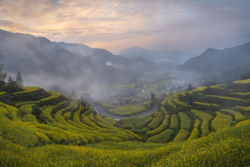 Утро на рапсовых террасах фото превью
