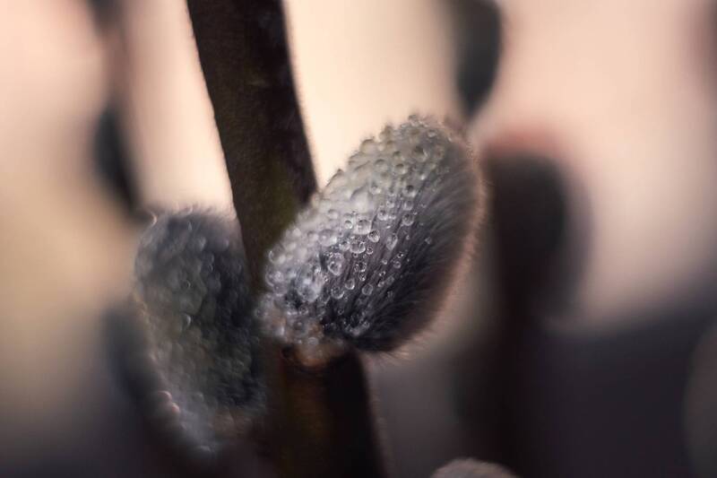 макро, макро_фотография, ветки, верба, вербные_ветки, пушистое, красота, нежность, капли, свет, тень, эксперимент, экспериментальная_фотография, мануальная_оптика, винтажный_объектив, гелиос_44_2 Верба. фото превью