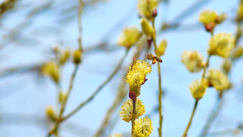весна, макро, пчела трудяга фото превью