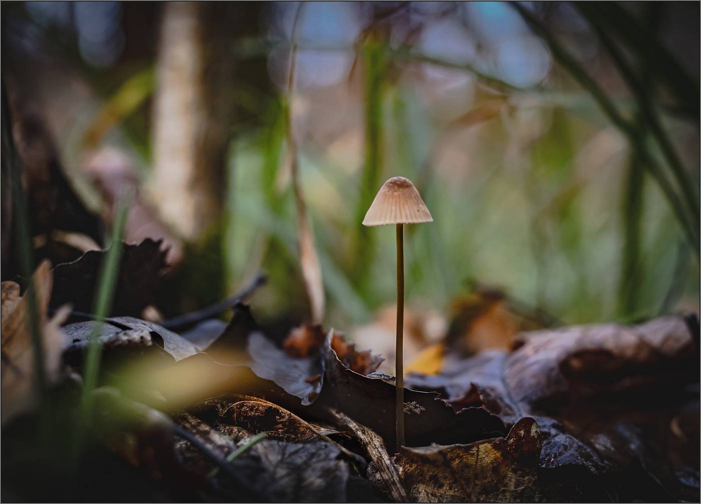 природа, Виктор Парщиков