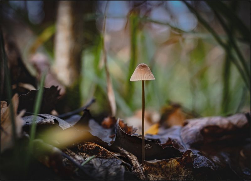 природа Картинки из леса фото превью