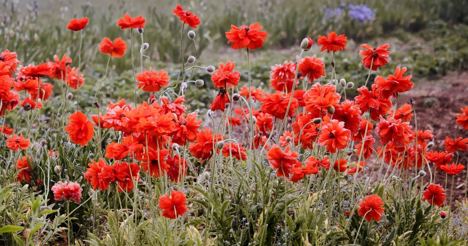 ziedi, sarkans, Cielava Dace