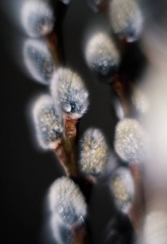 весна, апрель, макро, макро_фотография, верба, вербные_ветки, красота, природа, атмосфера, пушистое, эксперимент, экспериментальная_фотография, мануальная_оптика, винтажный_объектив, гелиос_44_2 Верба. фото превью