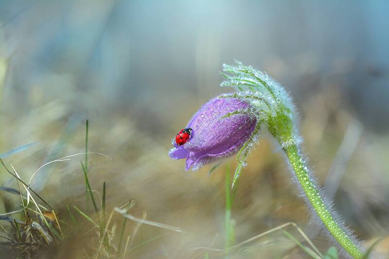 Сон-трава. фото превью