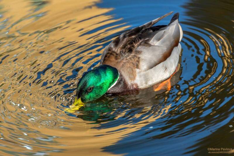 городские птицы, утка, селезень, кряква, животный мир, водоплавающая птица, утки в парках петербурга Городской селезень в весенних отражениях фото превью