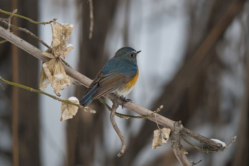 Синехвостки фото превью