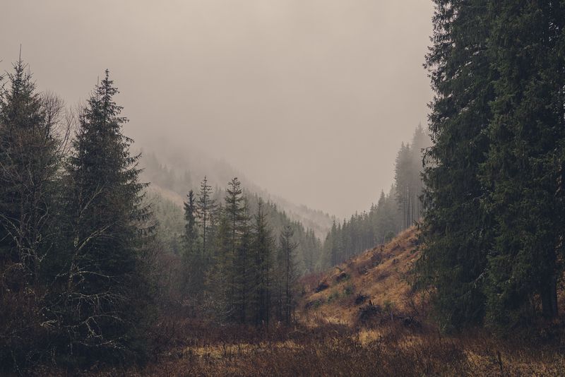 пейзаж, горы, лес, туман, природа, карпаты, хвойный лес, осень, атмосфера, тишина, путешествие, дикая природа, деревья, склон, пасмурно, настроение, глубина, минимализм, спокойствие, wilderness, landscape, forest, mist, mountains Где заканчивается взгляд фото превью
