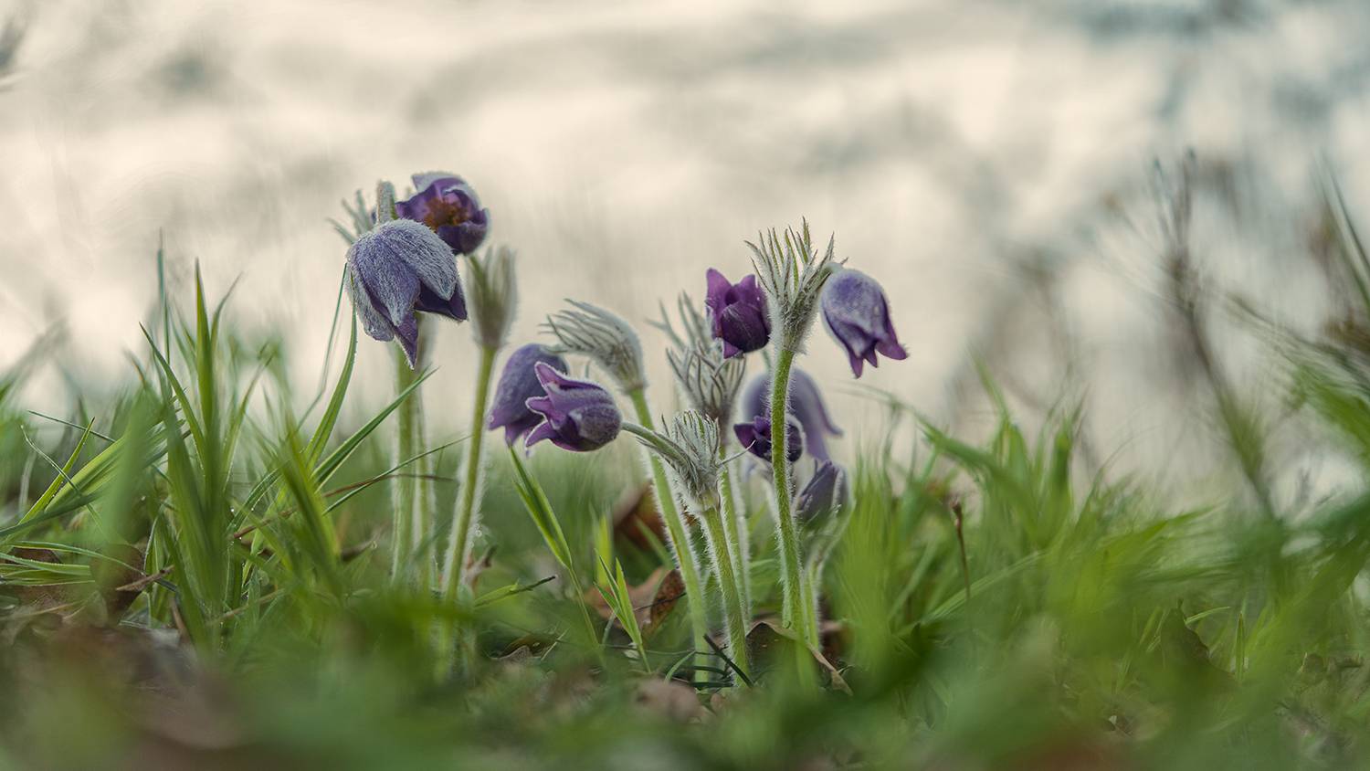 макро, весна, прострелы, Рябов Игорь
