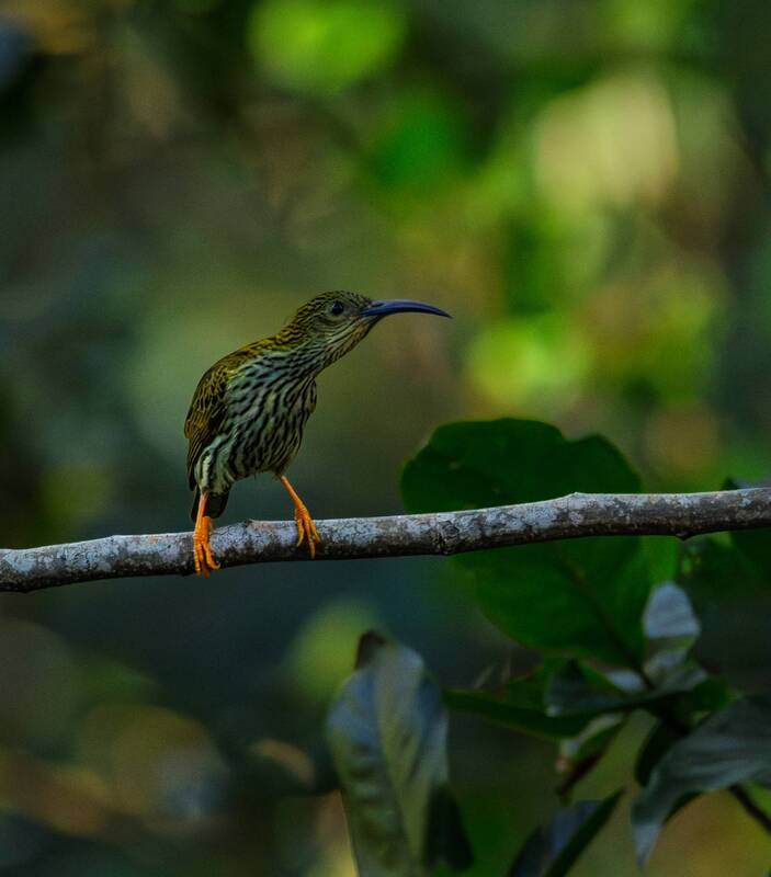 Spider hunter фото превью