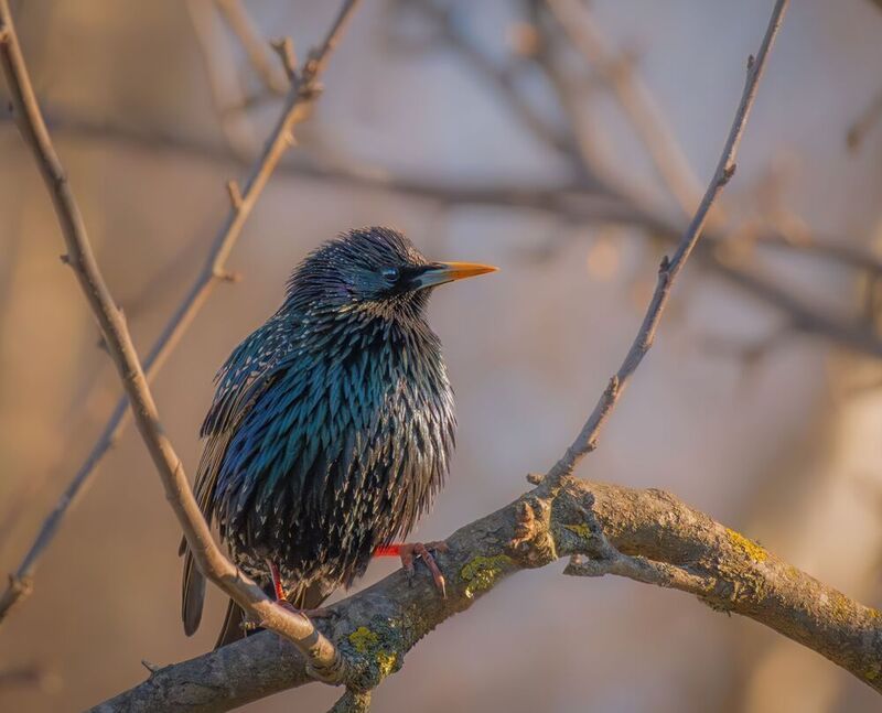 Весна, бёрдвотчинг, скворец Маленький вестник весны! фото превью