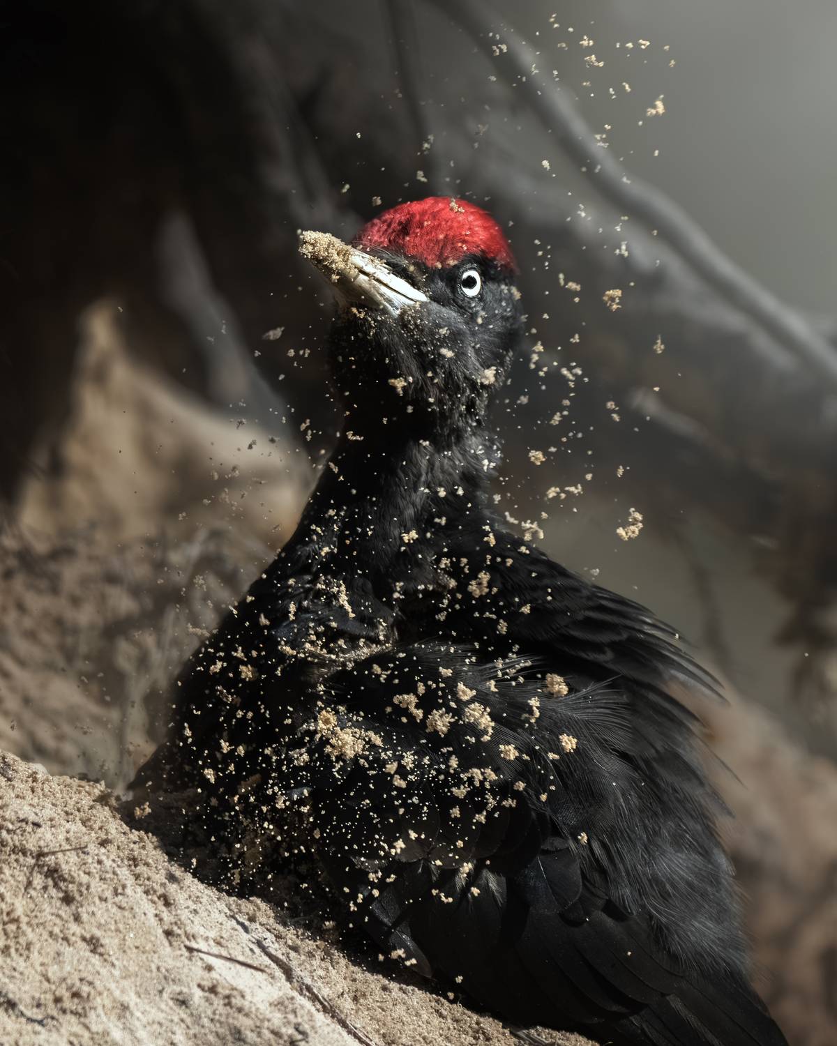 , Полина Шальнева