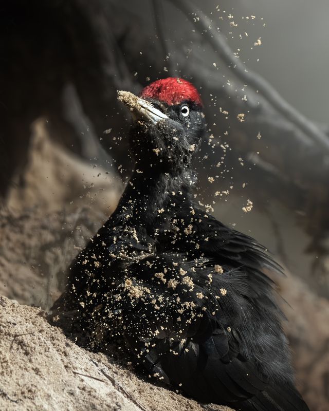 Песчаный вихрь. Желна (Dryocopus martius) фото превью