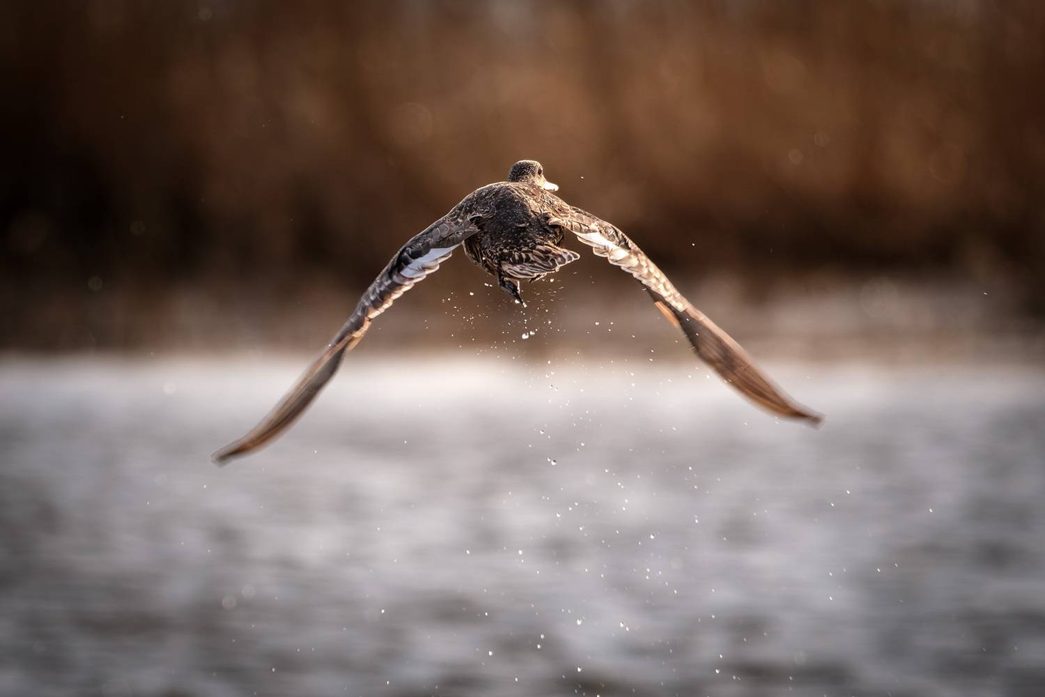 , Бодрягин Виталий