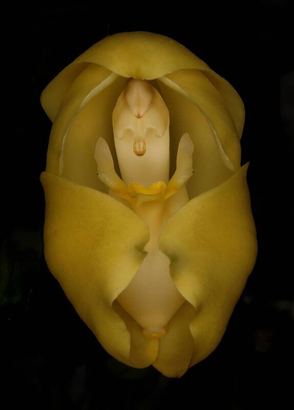 Anguloa clowesii фото превью