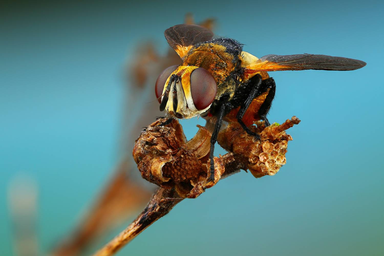 макро, природа, насекомое, животное, муха, ветка, растение, Шаповалов Андрей