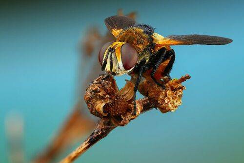 Муха