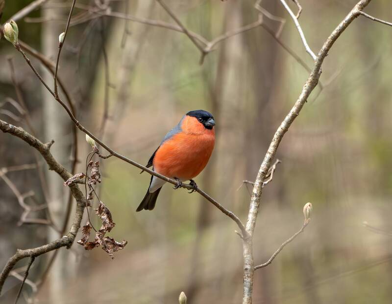 Снегирь фото превью
