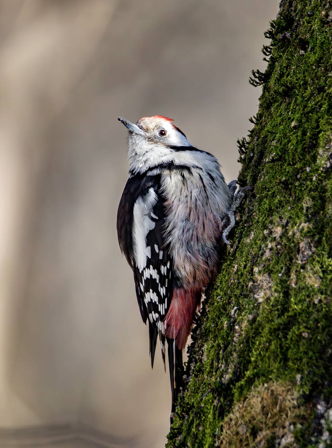 средний пёстрый дятел, дятел, птицы, орнитология, фотоохота, животные, птицы москвы, бирюлёвский дендропарк, живая природа, природа, дикие птицы, дикий мир, лесные птицы, Жгилёв Сергей