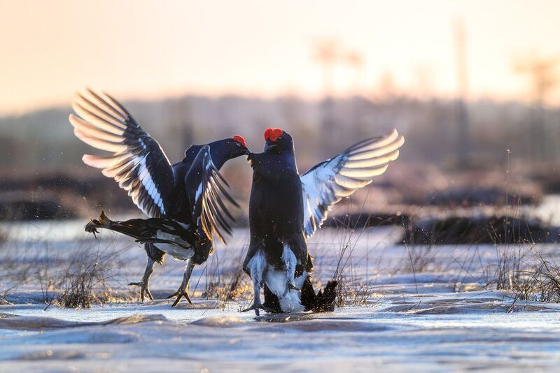Тетерев, птицы, токование, лес, природа, фотоохота, утро, болото, драка Кусь фото превью