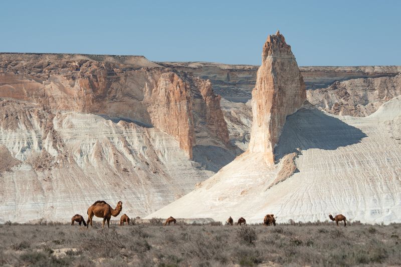 Корабли пустыни фото превью