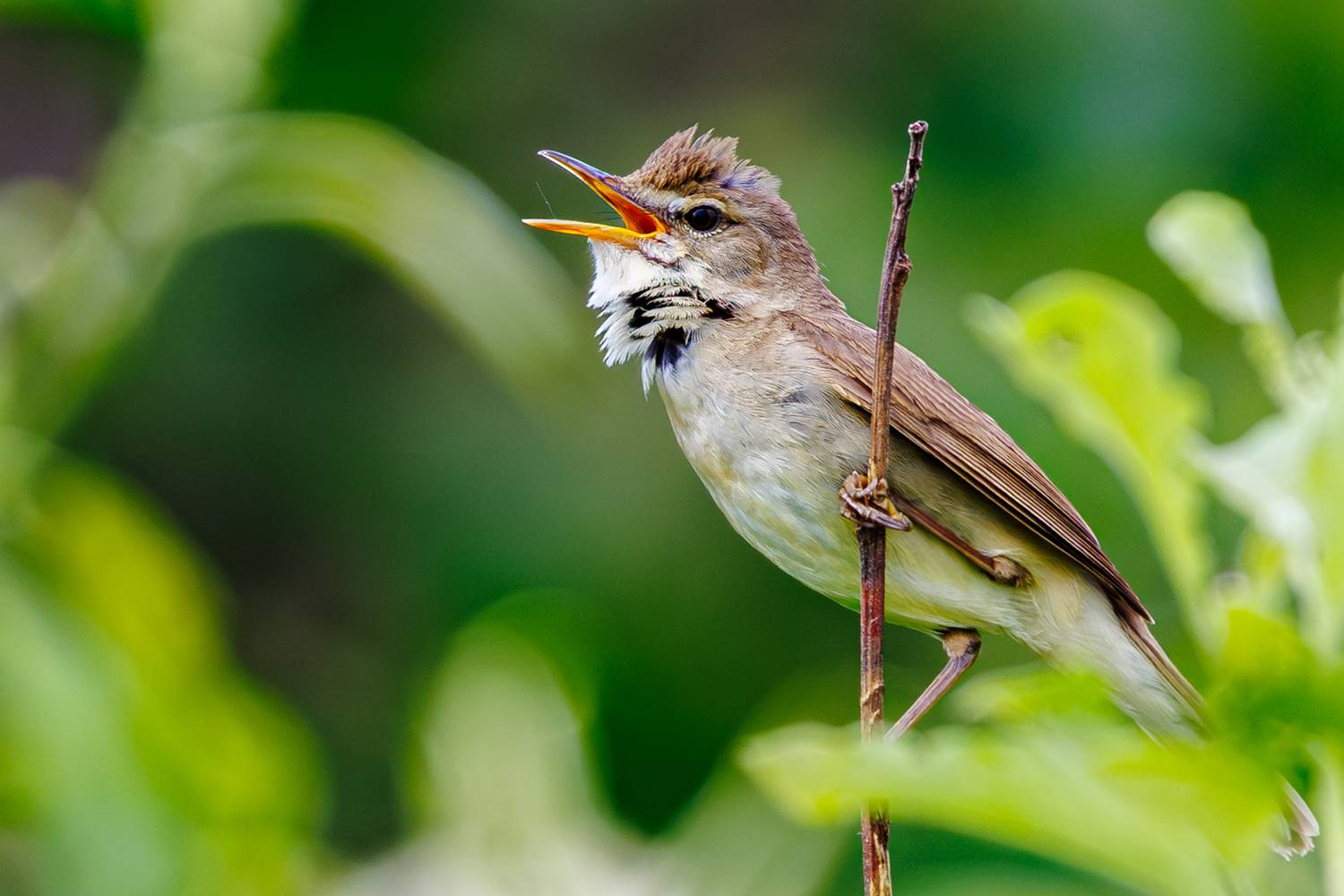 камышовка, Алексей Волков