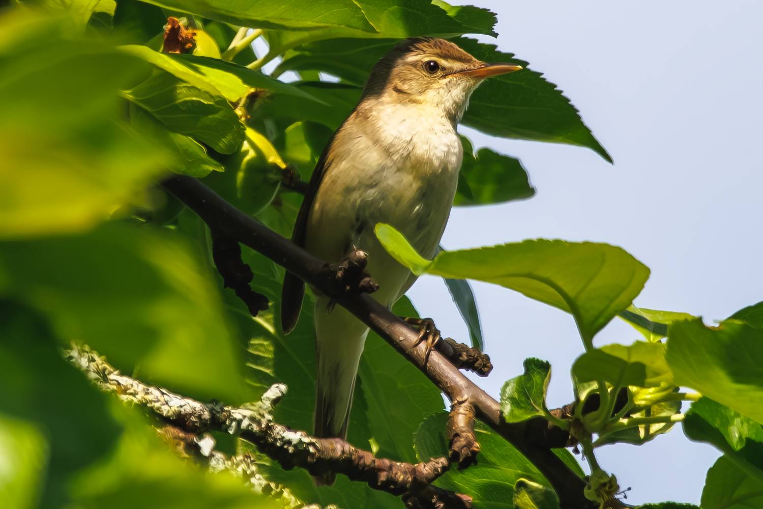 камышовка, Алексей Волков