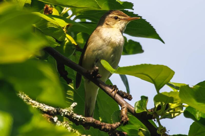 камышовка  фото превью