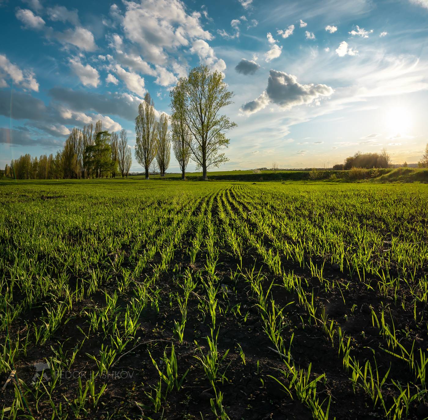 белгородская область, белогорье, май, весна, поле, поля, пшеница, озимая, закат, сельское хозяйство, зелёное, ростки, Лашков Фёдор