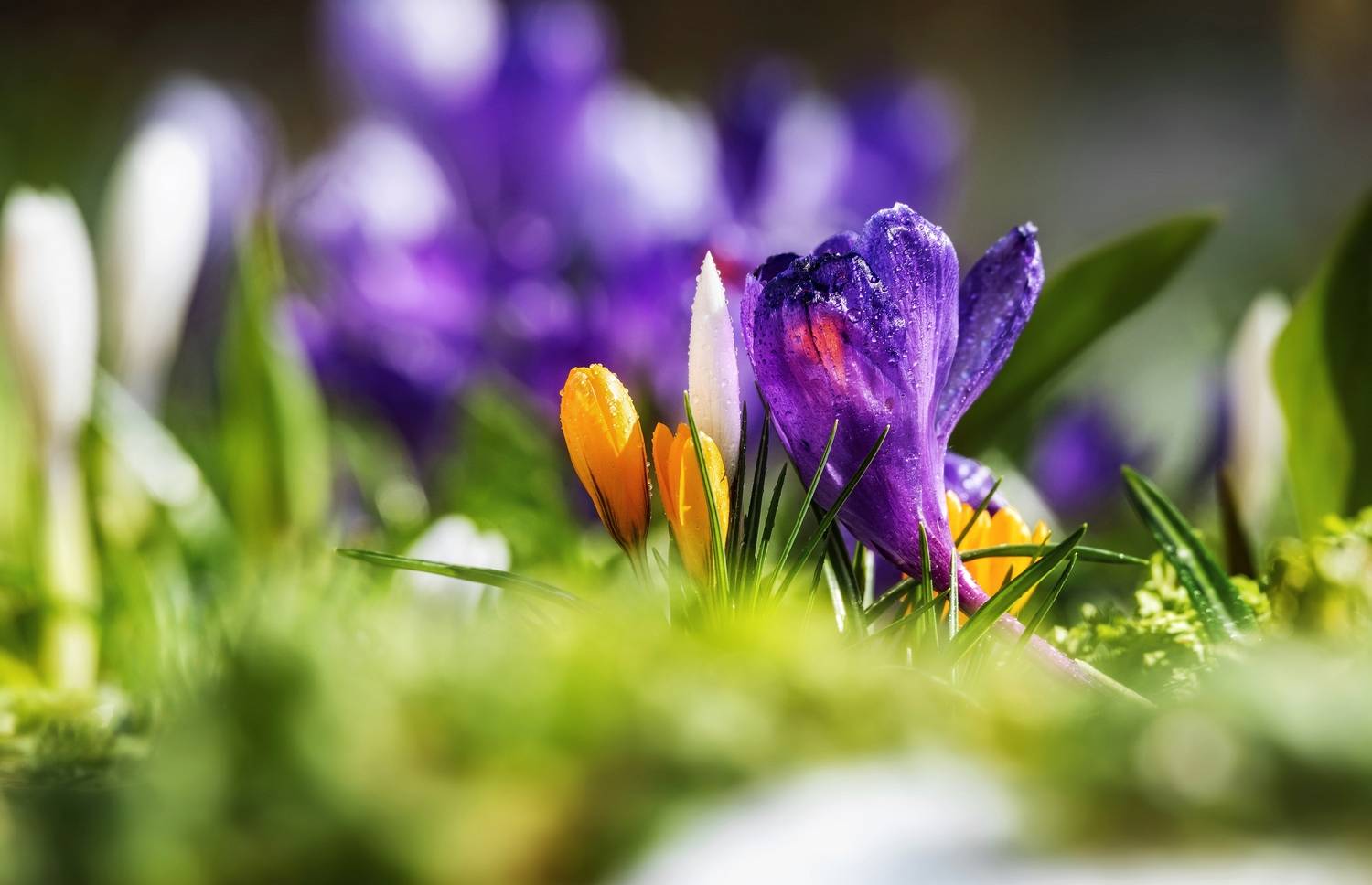цветы, крокусы, весна, Елена Соколова