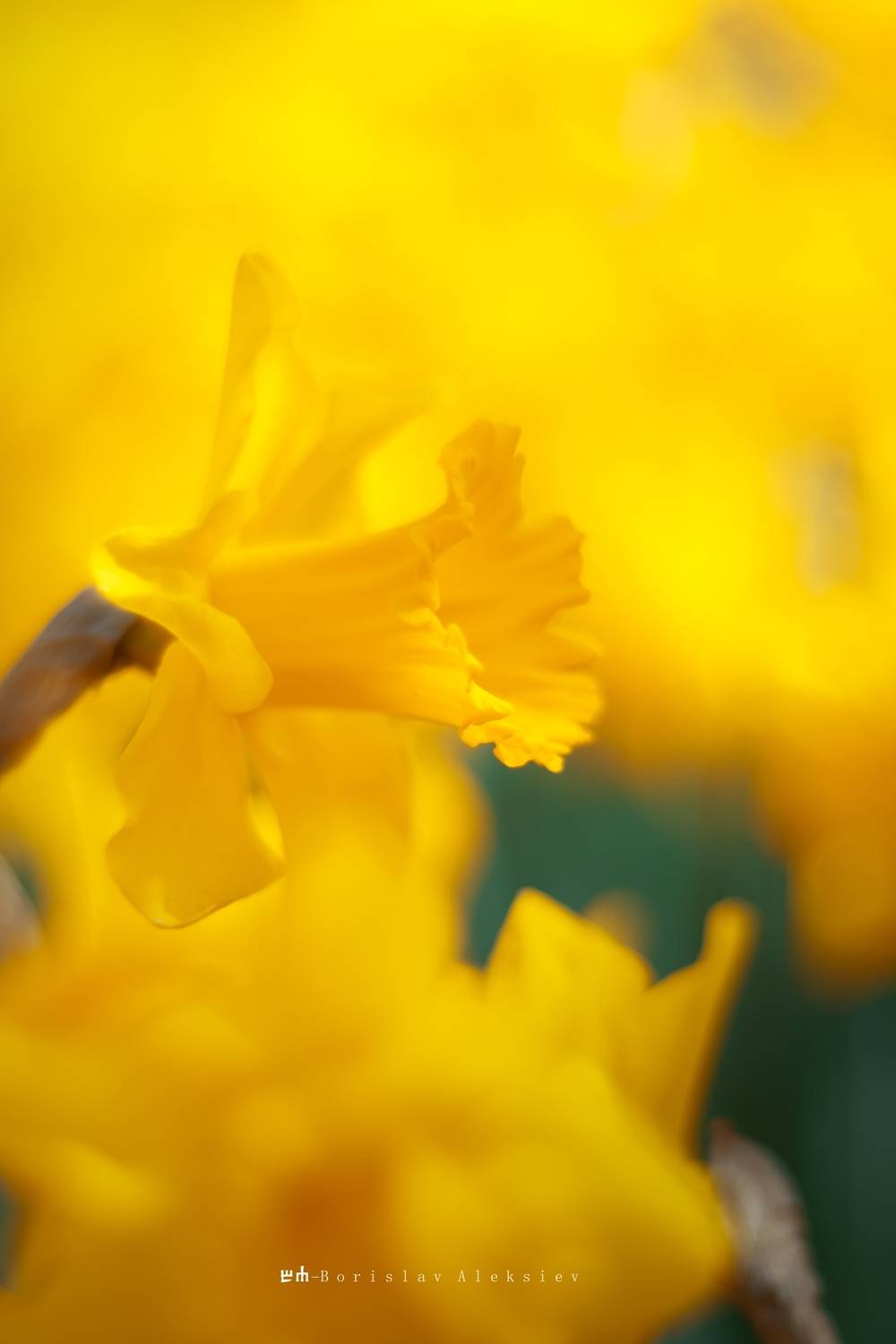 yellow, nature, flower, Алексиев Борислав