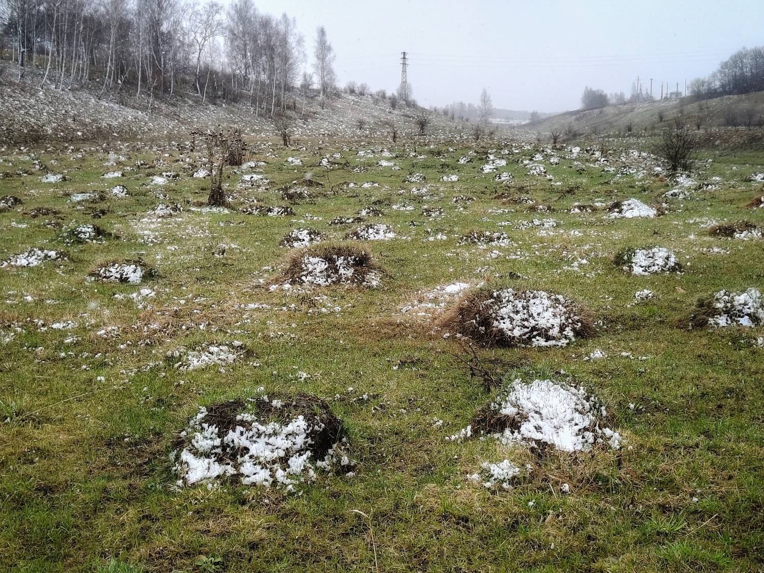 , Кондрашова Светлана