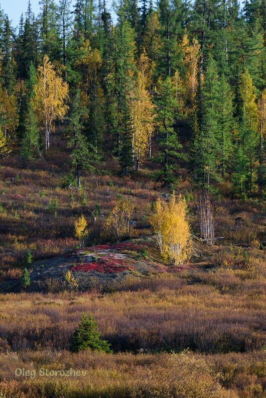 тундра, лес, осень, березки, деревья, живем на севере, крайний север, ямал, янао, надым Осенний поцелуй фото превью