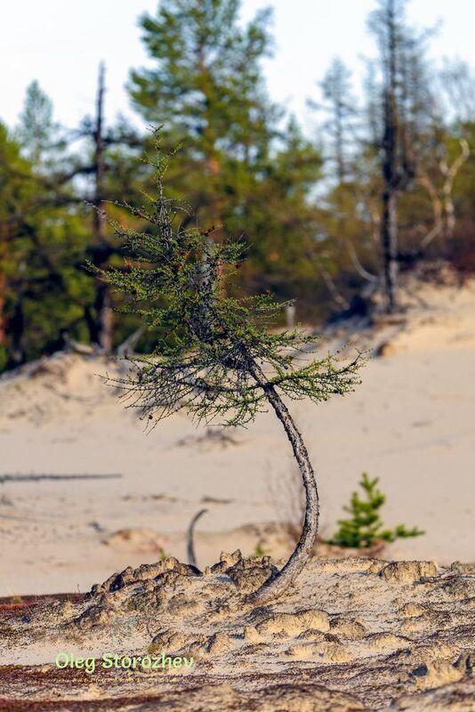 дерево, песок, тундра, лиственница, крайний север, ямал, янао, надым «Жить захочешь — не так раскорячишься» фото превью