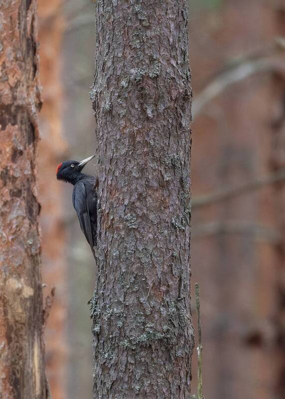 Желна фото превью