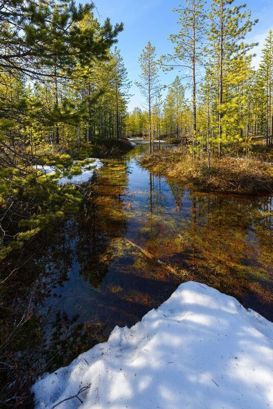 весна, ручей, вода, тундра, отражение, деревья, ямал, янао, надым Весна фото превью