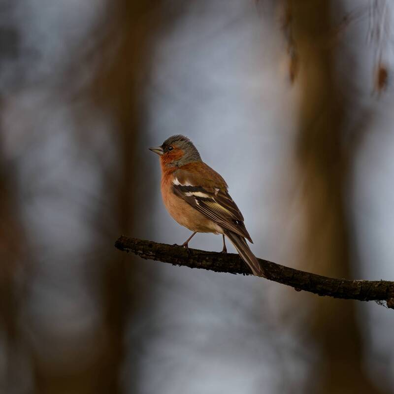 Весна зяблика фото превью