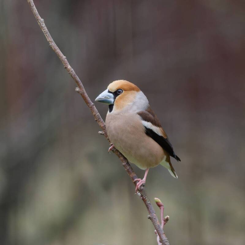 Дубонос фото превью