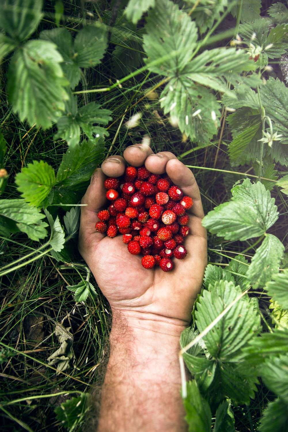hand, strawberies, forest, grass, nature, male, serbia, red, sweet, berries, food, natural, Radovanovic Marko