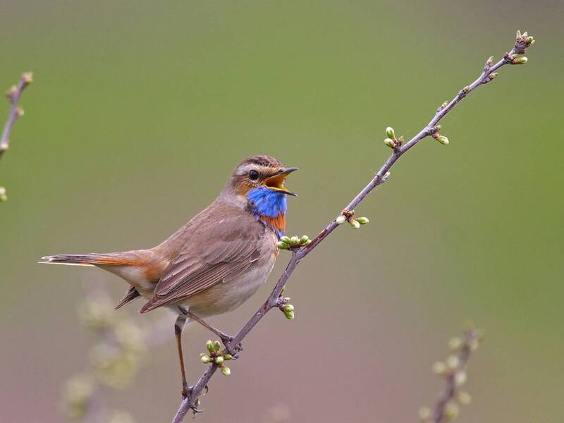 шведский соловей, варакушка, luscinia svecica luscinia svecica фото превью