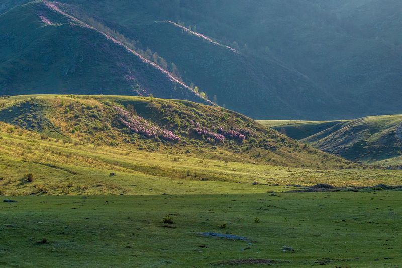 алтай, маральник, весна Весна на Алтае фото превью