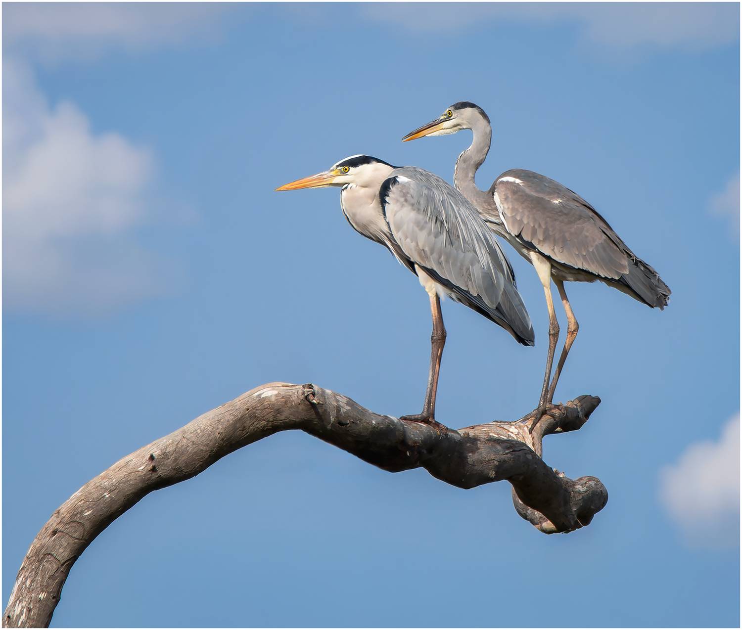 цапля, grey heron, heron, серая цапля, Alexsandr Grigoriev